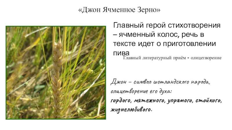 Ячменное зернышко презентация, доклад, проект