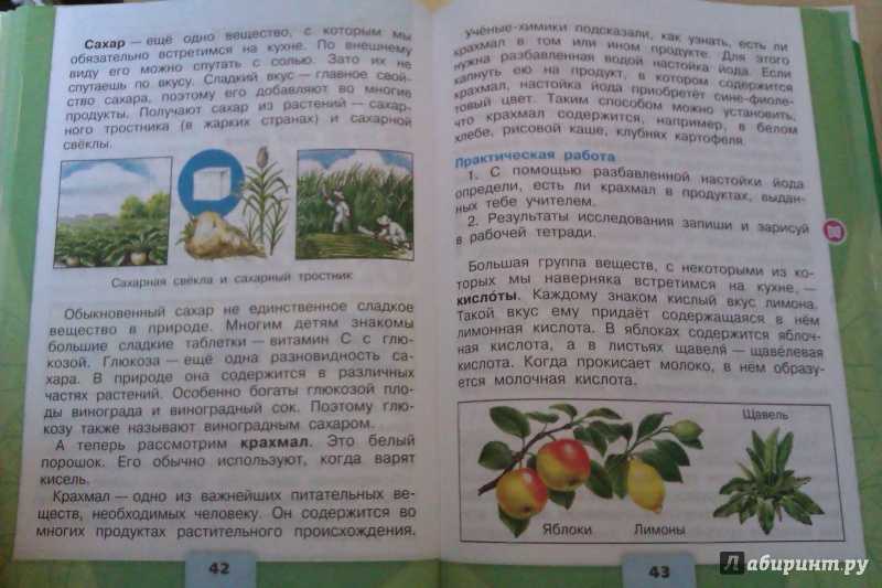 Разнообразие растений