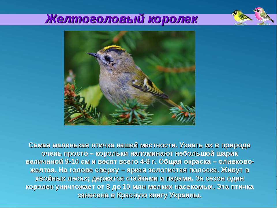 Мамин-сибиряк дмитрий «сказочка про воронушку, черную головушку, и желтую канарейку»