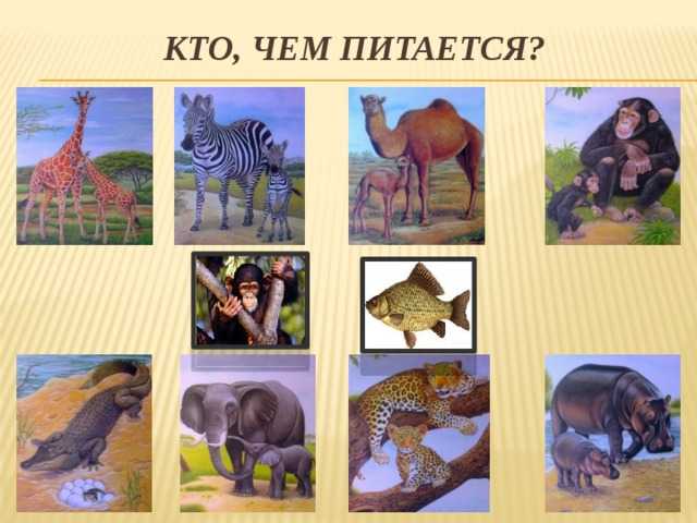 Животные южной америки – список с фото и названиями