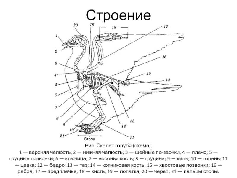 Гнездование и забота о потомстве у птиц. птицы и млекопитающие: разная организация заботы о потомстве - вольф кицес — livejournal птицы которые заботятся о своем потомстве
