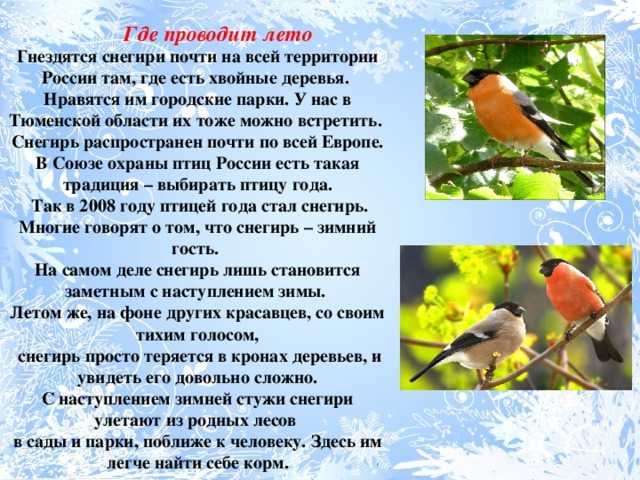 Познавательная беседа для детей дошкольного возраста о снегирях «живой фонарик» с показом презентации. воспитателям детских садов, школьным учителям и педагогам