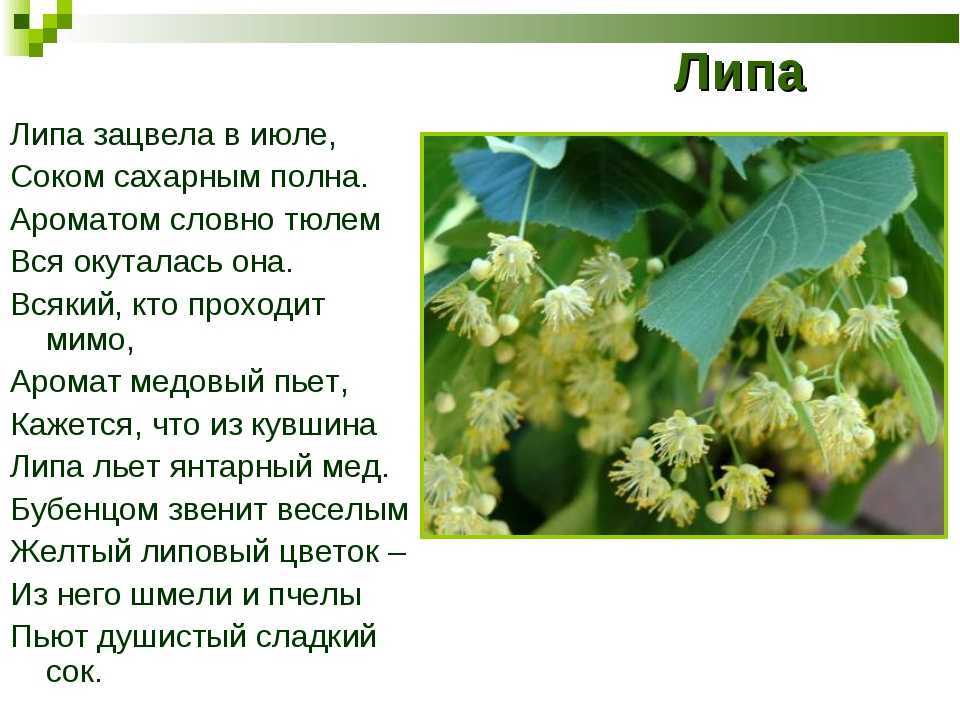 ✅ пословицы о деревьях «129 шт» поговорки для 1,2,3,4,5 класса