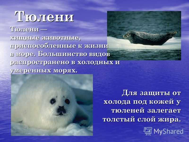 Сообщение о тюлене - как выглядит и где живет, виды, питание