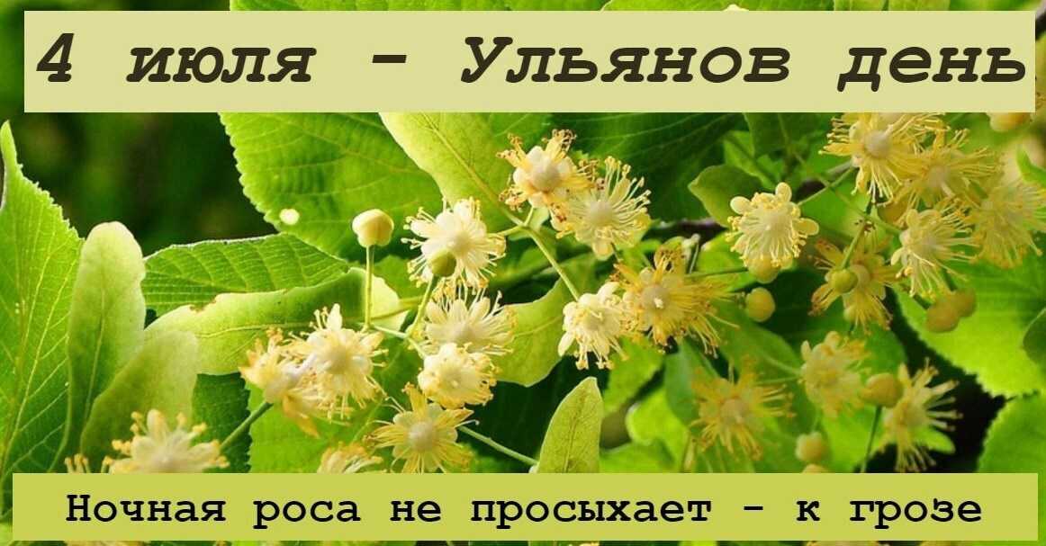 Загадки, пословицы, поговорки, рассказы и стихи о липе. пословицы, поговорки, приметы о деревьях пословицы и поговорки про липу