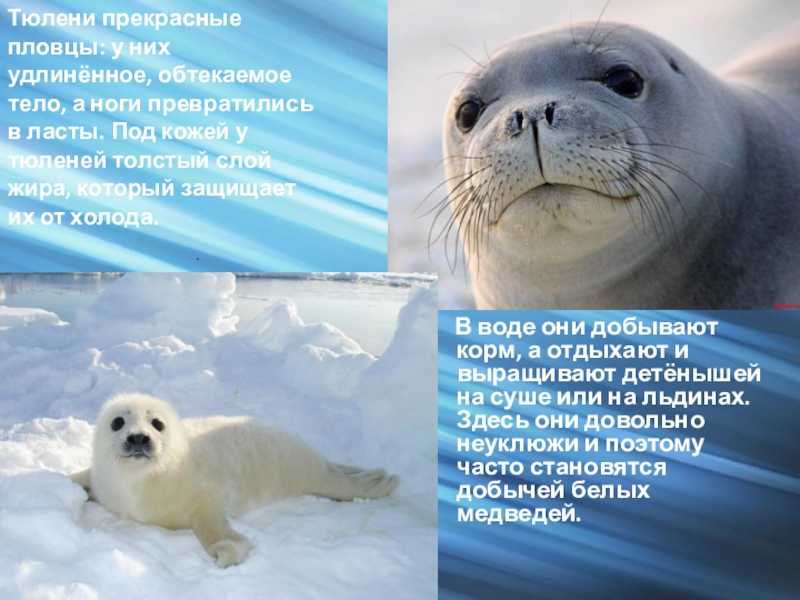 Тюлень животное. описание, особенности, виды, образ жизни и среда обитания тюленя | живность.ру