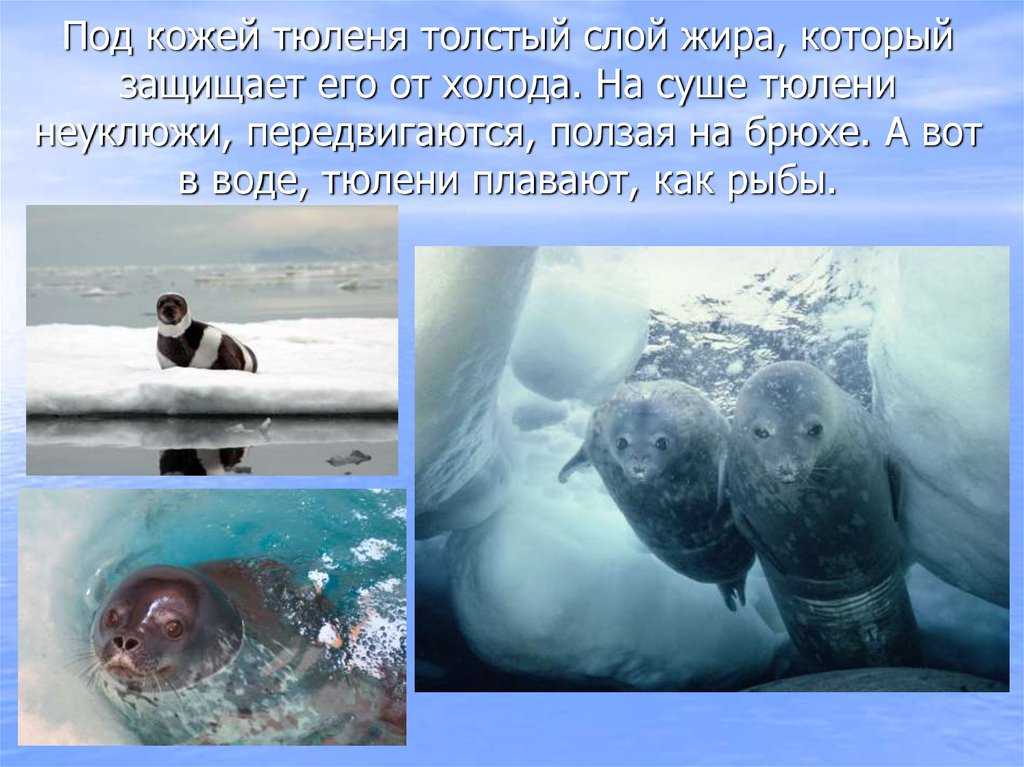 Интересные факты о тюленях, описание, образ жизни, влияние на природу