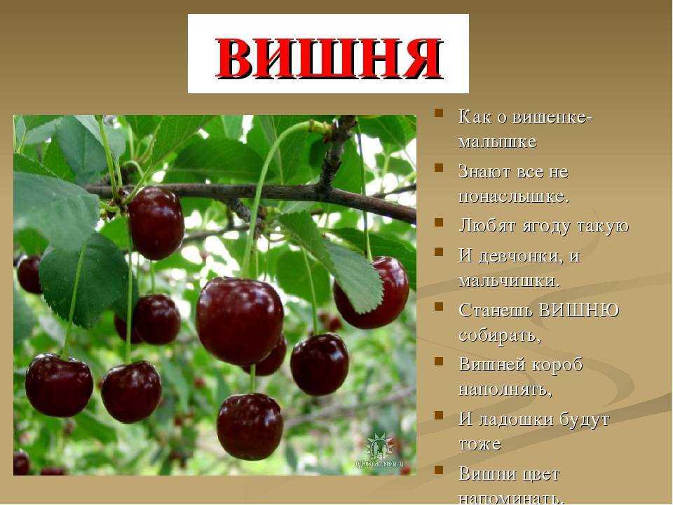 Варенье из вишни без косточек. 11 рецептов густого и вкусного варенья на зиму