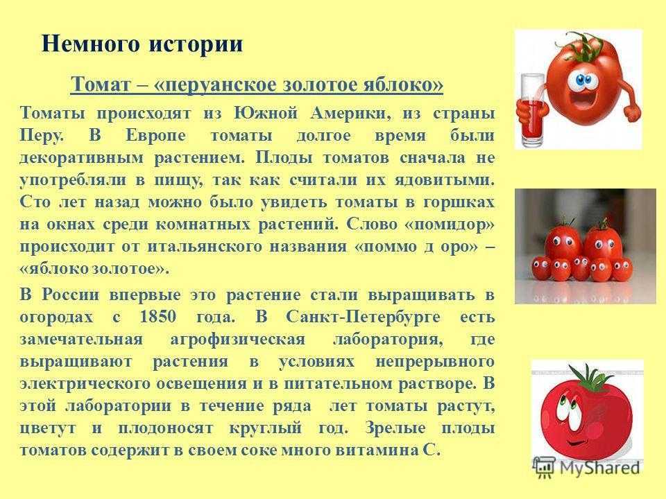 Всем знаком помидор И о важном синьоре Помидоре, персонаже сказочной повести Джанни Родари Приключения Чиполлино все тоже, конечно, слышали История открытия
