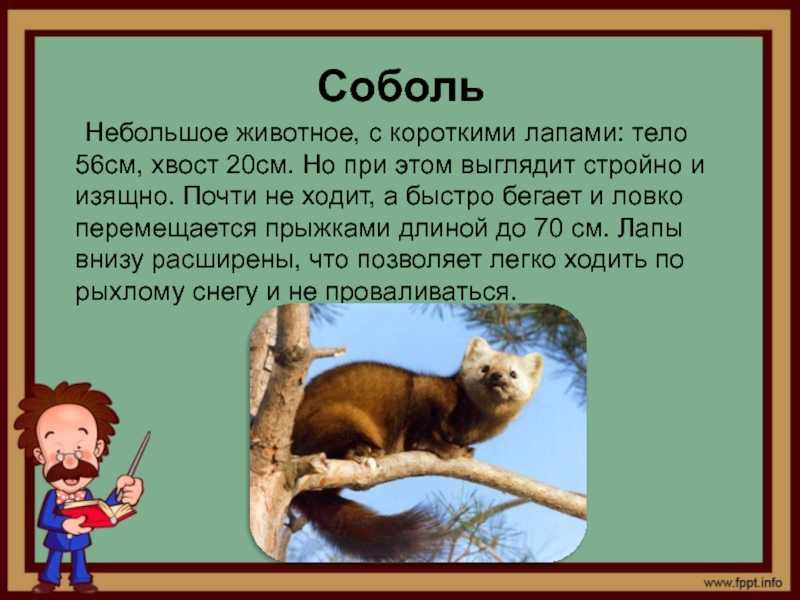 Соболь - мы соседи по планете - 21 июля - 43161032381 - медиаплатформа миртесен