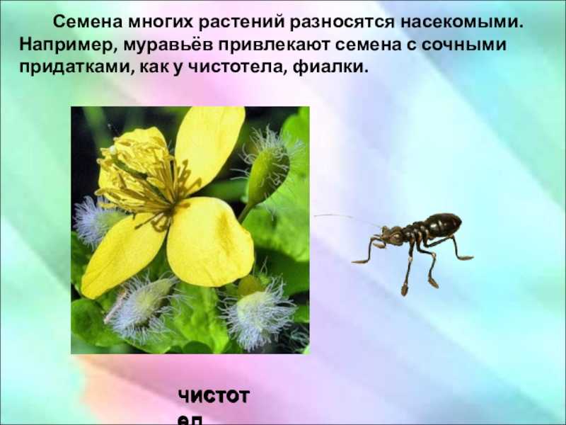 Подготовить рассказ о том как животные помогают растениям размножаться 3 класс