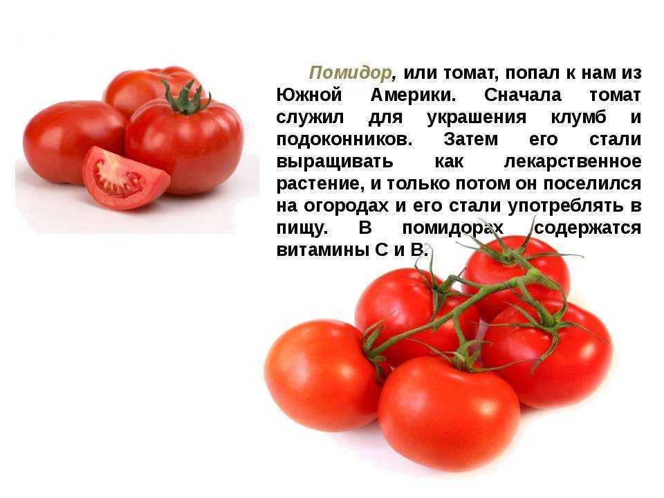 Класс томата. Рассказ про томат 2 класс. Помидор рассказ для 2 класса. Доклад про помидор. Сообщение о помидоре.