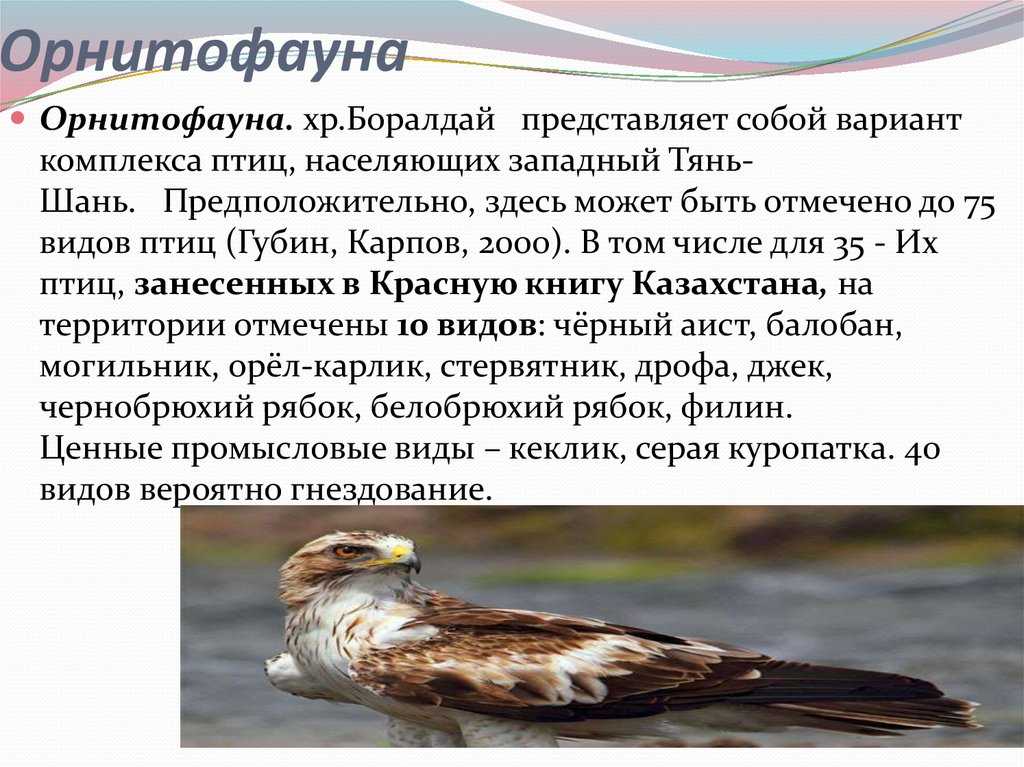 Ворон: фото птицы. ворон птица