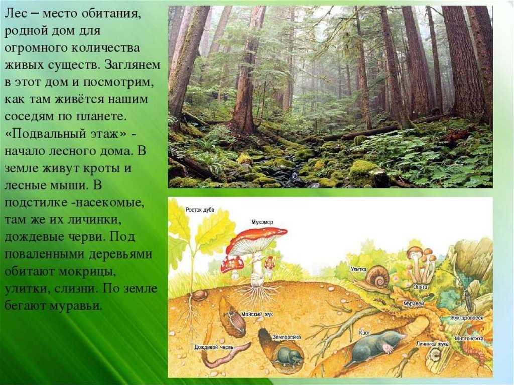 Сказка «медведь-половинщик» читать онлайн