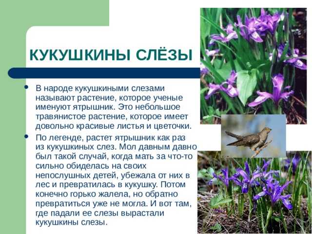 Легенды о растениях |  волжский класс