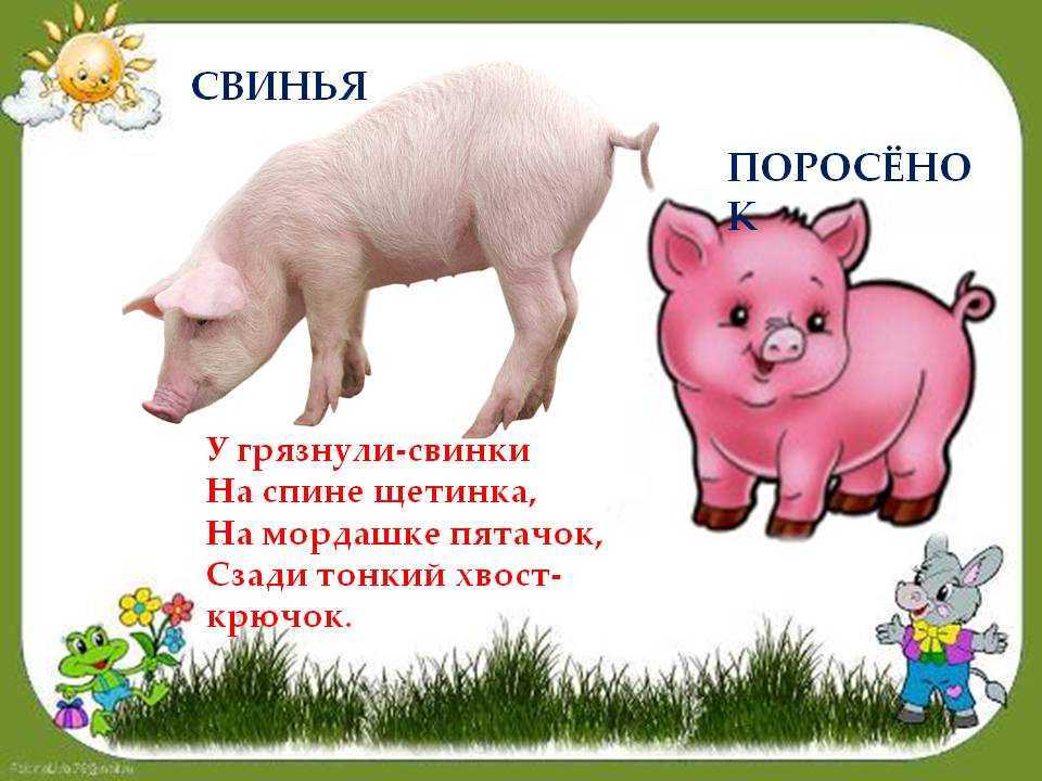 Прислать свинья стихотворение телефон. Стих про свинью. Загадка про свинью для детей. Домашних животных для детей. Стихотворение про свинью для детей.
