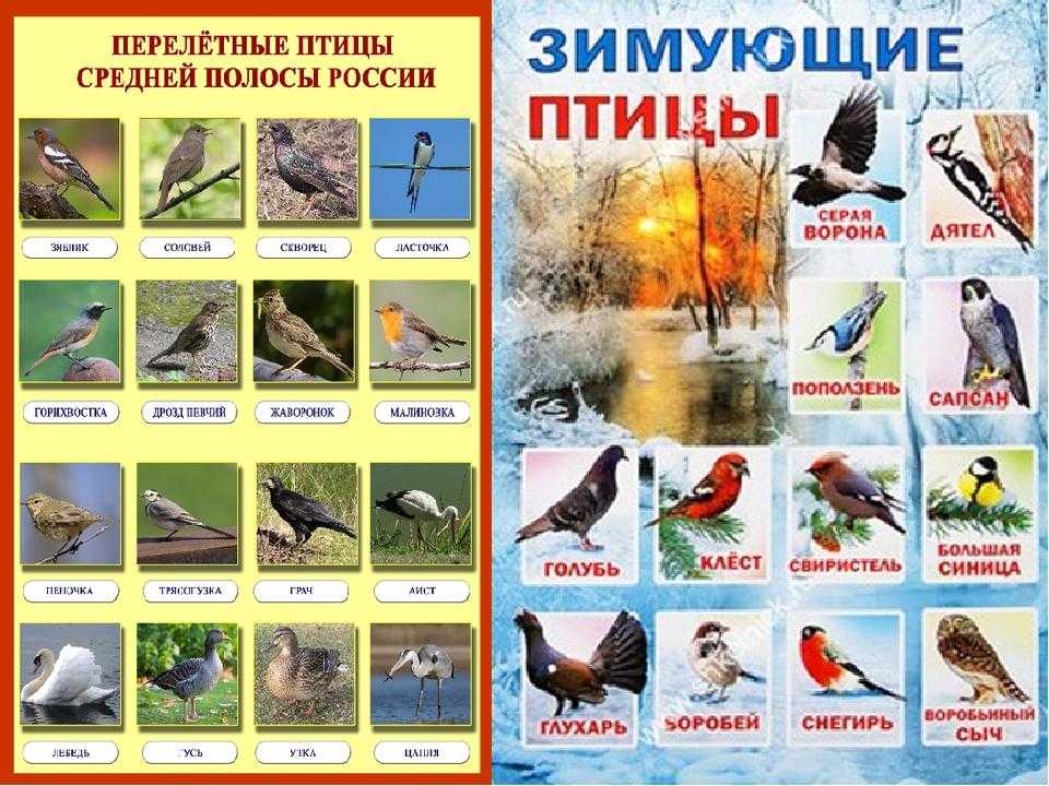 Известные перелетные птицы. пернатые «полярники»