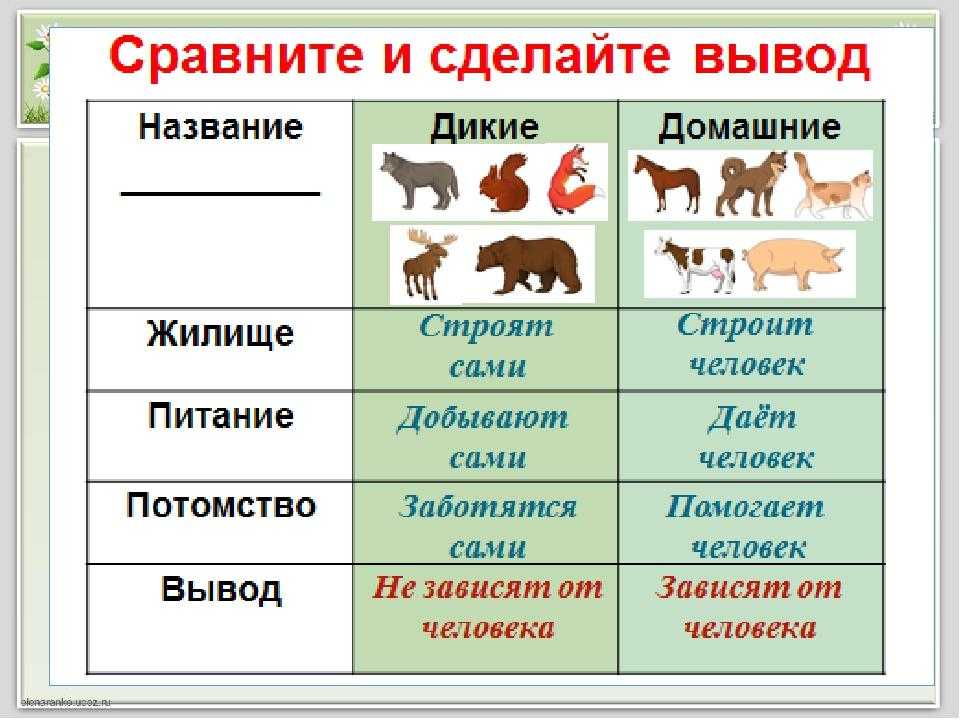 Барсук обыкновенный (лат. meles meles)