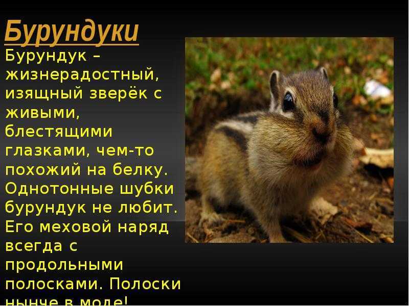 Сообщение о бурундуке ️ описание животного, чем питается, приспособленность к среде обитания, интересные факты о грызунах, общая информация