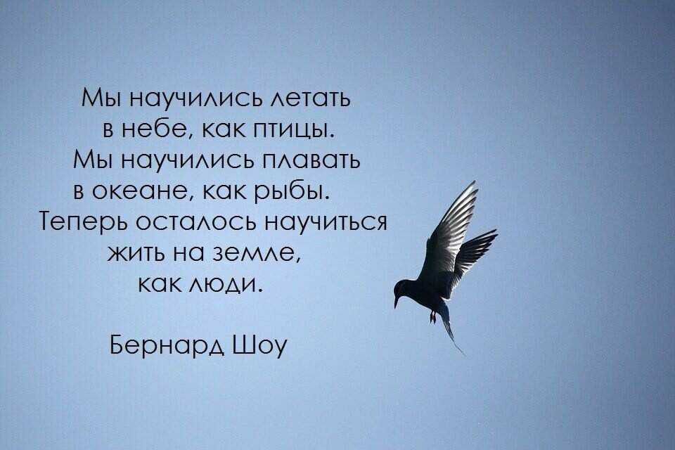 Цитаты про орлов. высказывания и афоризмы од орлах.