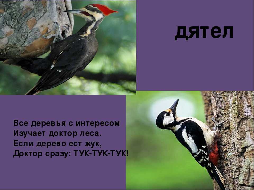 Про зайку петю. лесные сказки (мальцев станислав) - слушать аудиокнигу онлайн