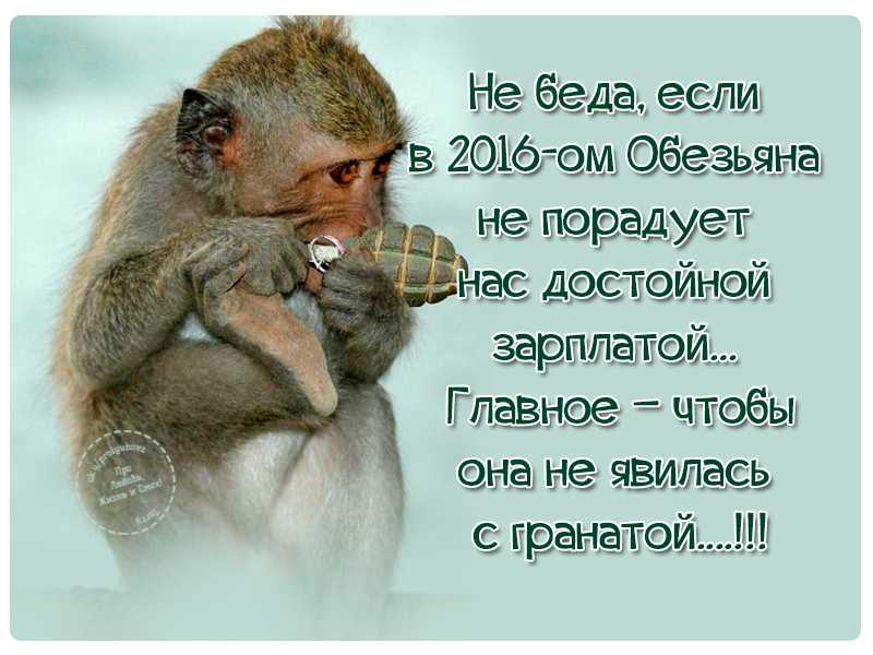 Афоризмы про обезьян читать | афоризмикс
