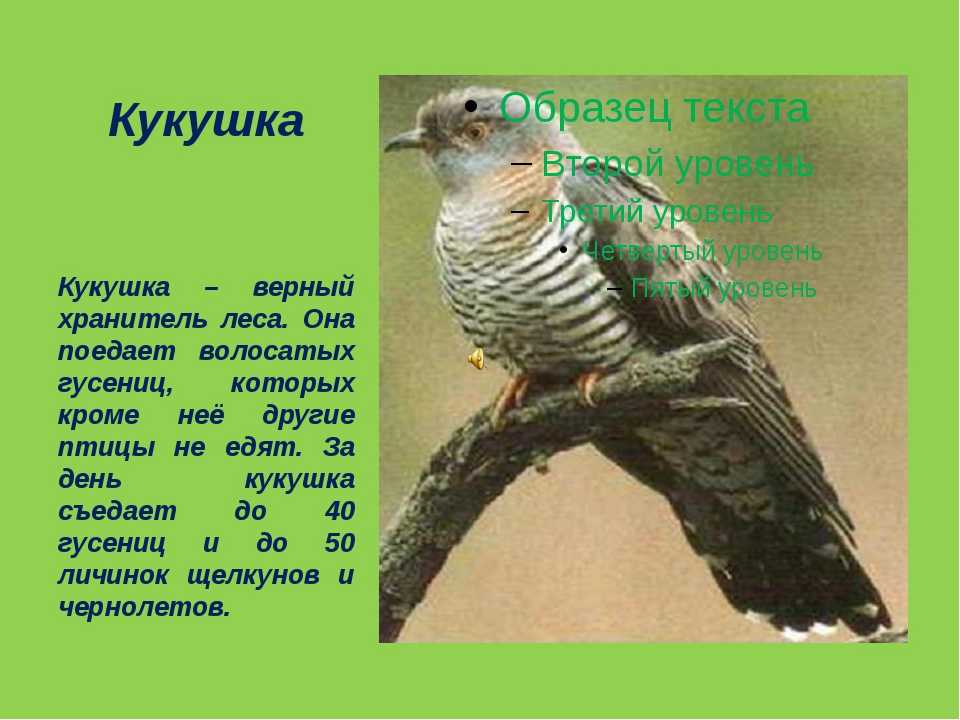 Кукушка описание птицы - внешний вид, образ жизни, интересные факты