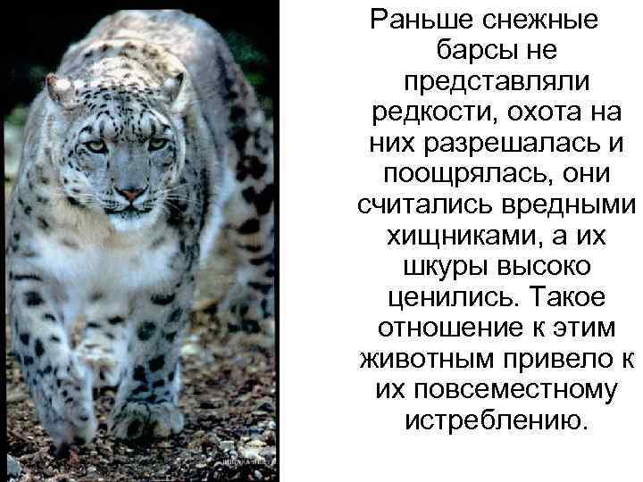 Доклад-сообщение снежный барс для 1, 2, 3, 4 класса из красной книги