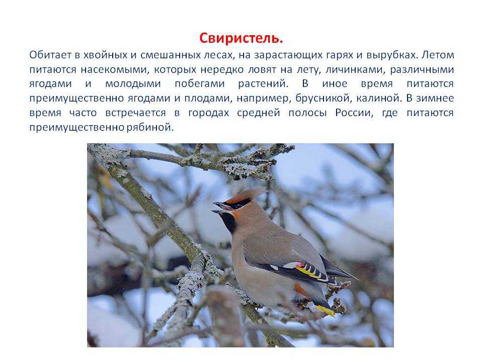 Чайка-необычайка — бурятская сказка