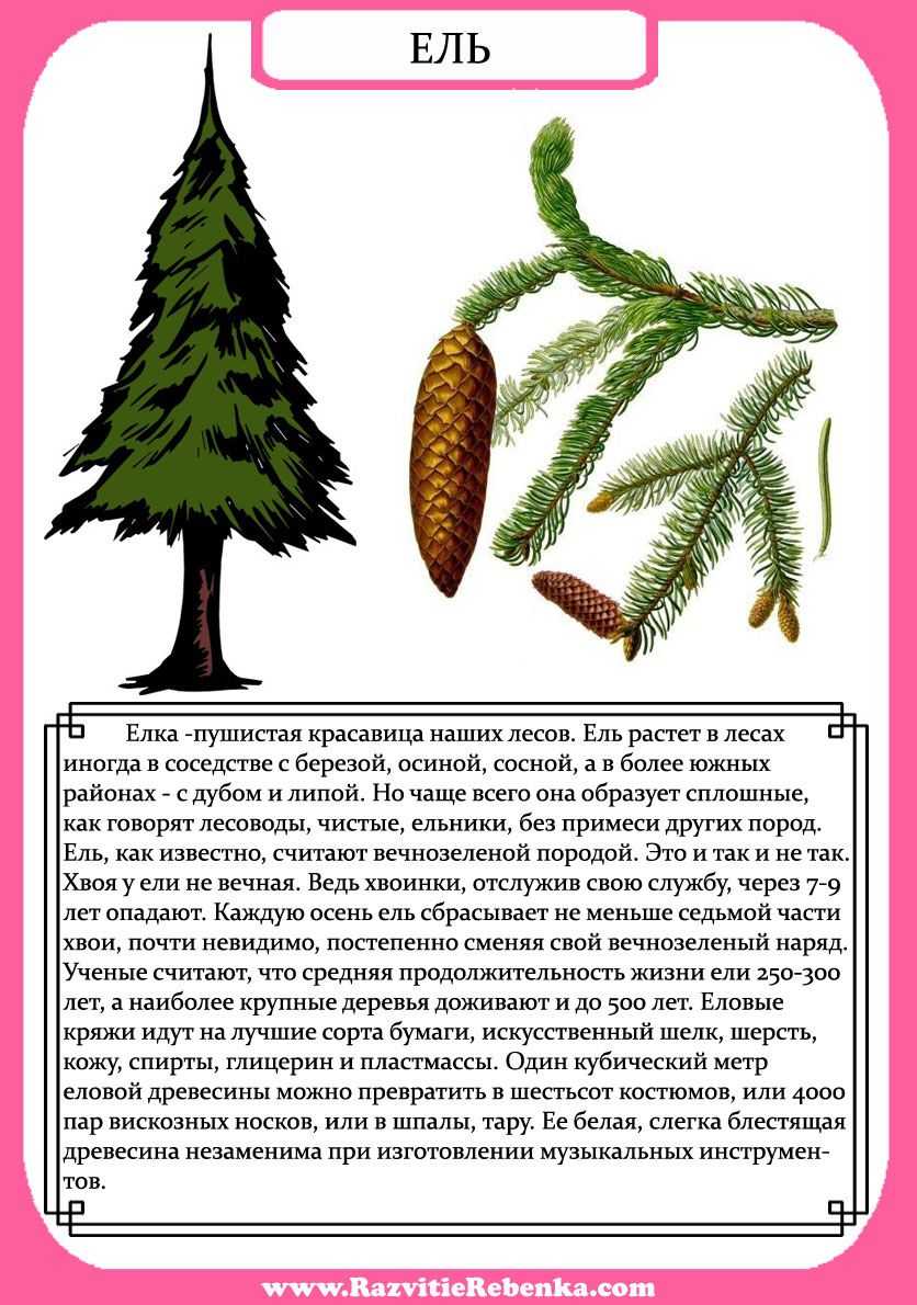 Грачи прилетели: сочинения по картине для 2 класса