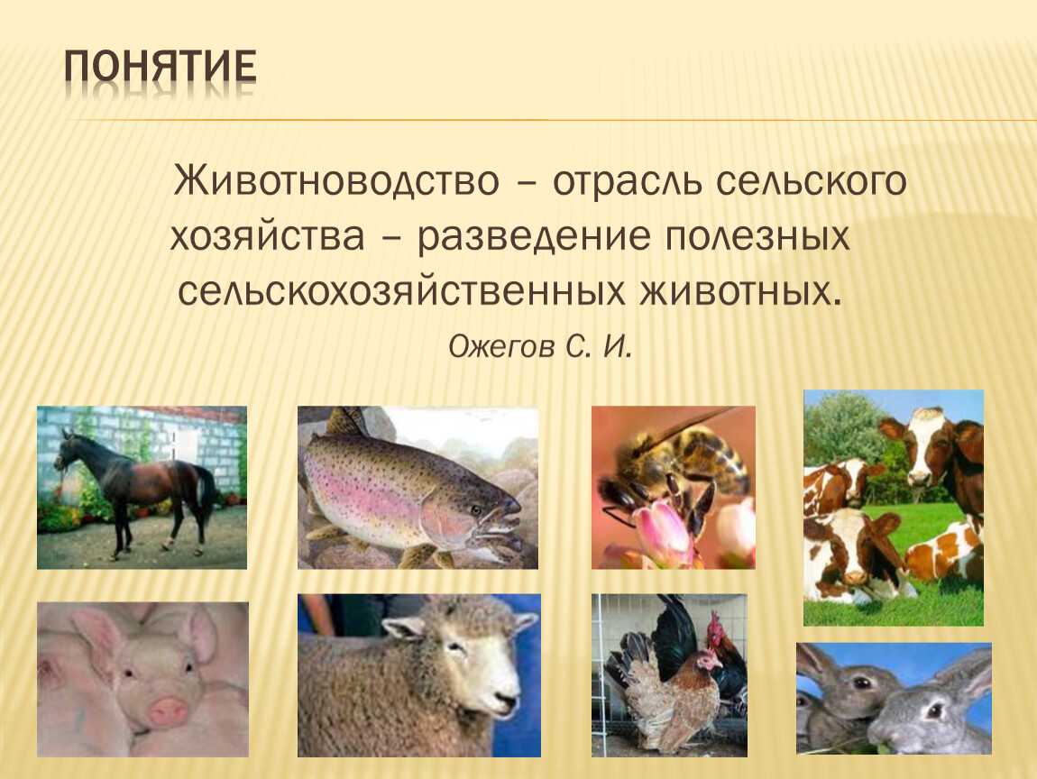 Сельское хозяйство: животноводство. конспект. кратко - учительpro