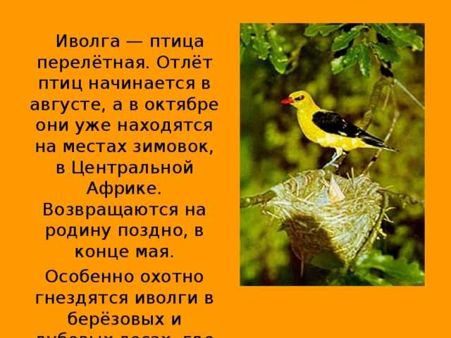 Почему иволгу называют «лесной кошкой»?