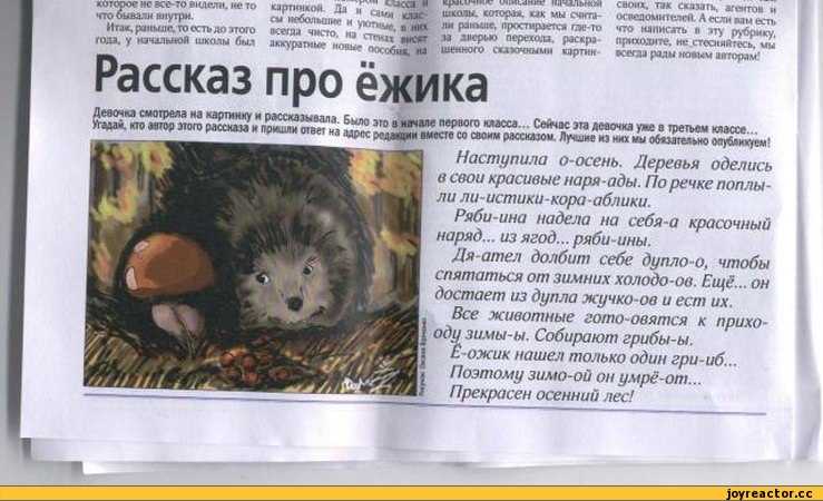 Интересные факты о ежах