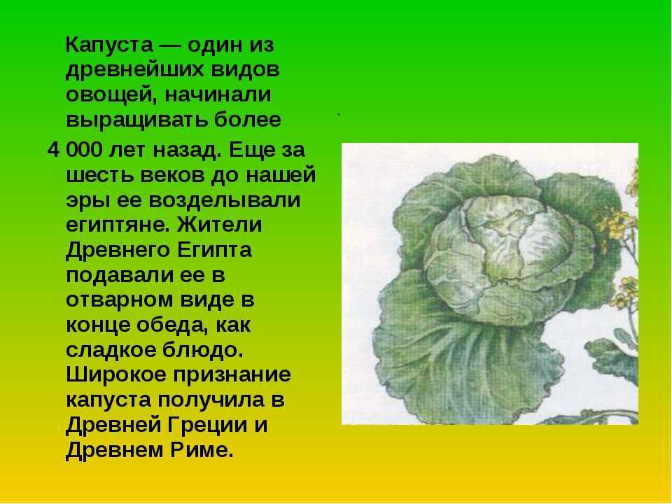 Загадки про овощи с ответами: большая подборка для детей из 150 загадок, простых и сложных / mama66.ru