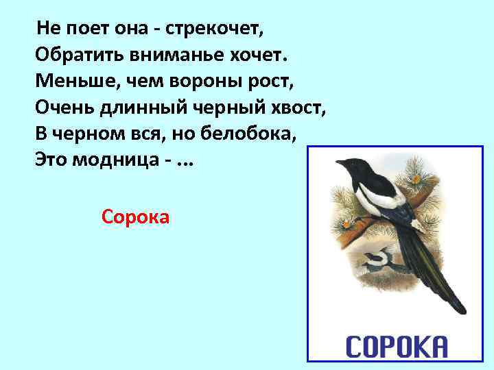 Пословицы и поговорки со словом сорока - полный перечень по алфавиту онлайн - скачать