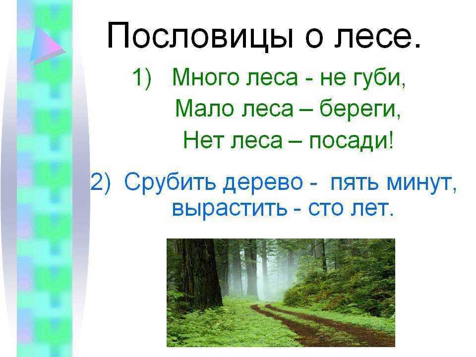 ✅ пословицы о лесе «207 шт» поговорки для 1,2,3,4,5 класса