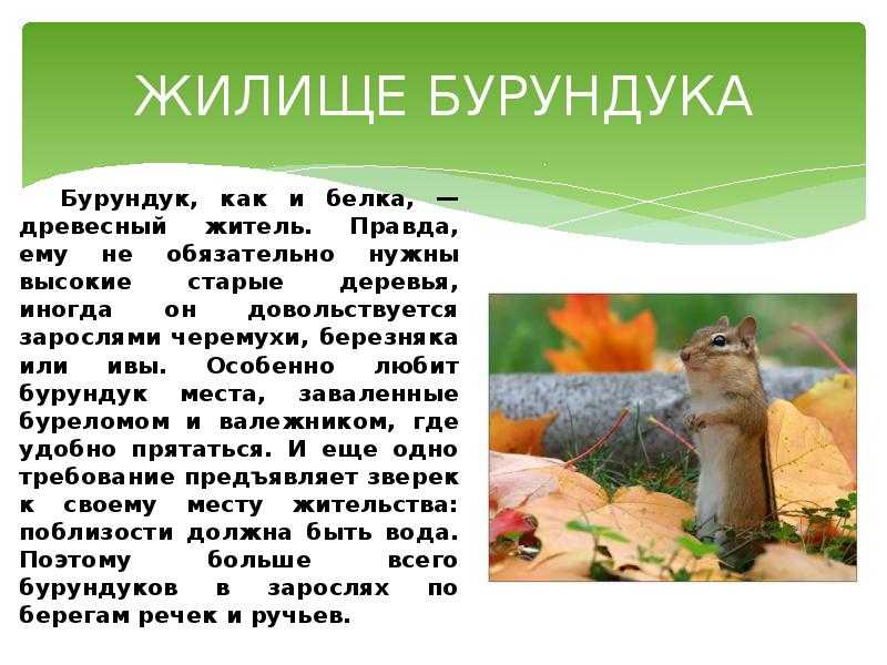 Бурундук животное. образ жизни и среда обитания бурундука