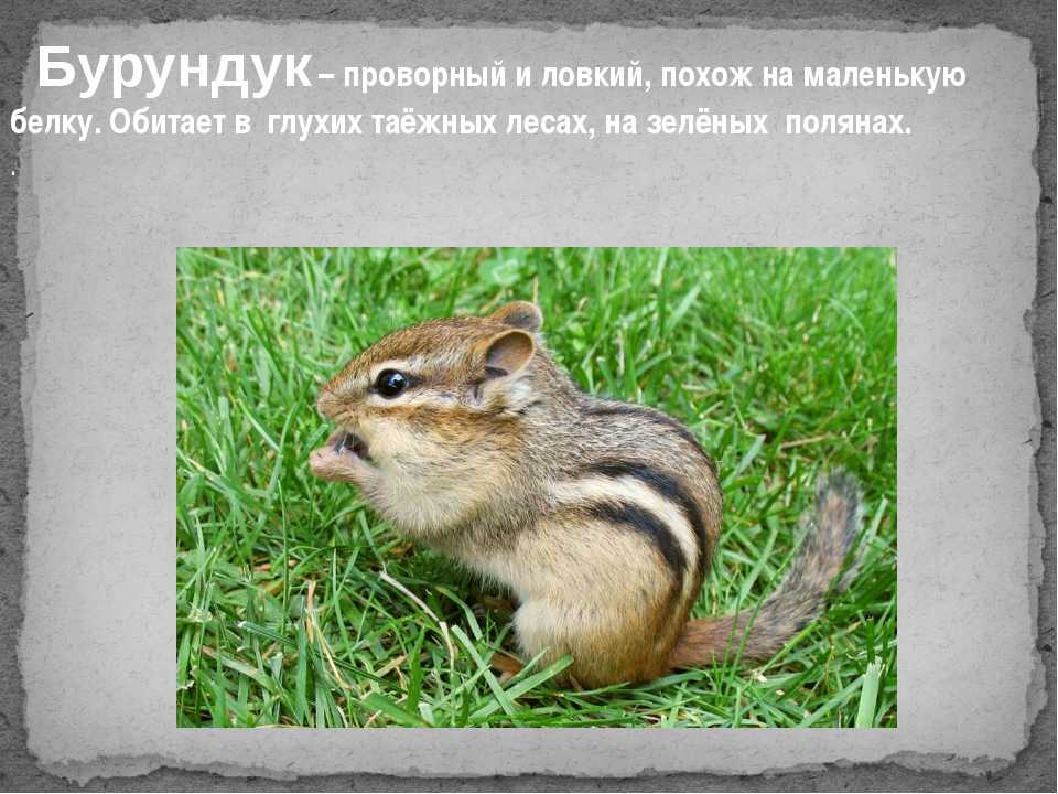 Презентация на тему "бурундуки" по окружающему миру для 3 класса