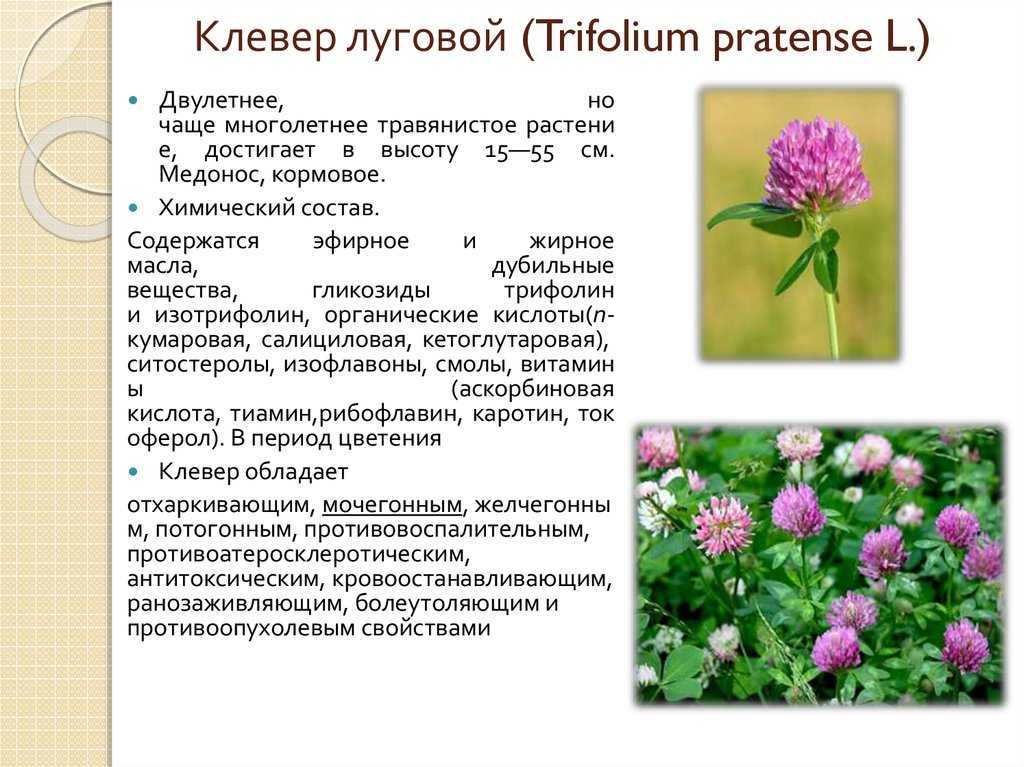 Клевер луговой - описание, характеристика и лечебные свойства растения