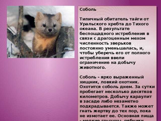 Как выглядит соболь, описание животного, чем питается и где живет