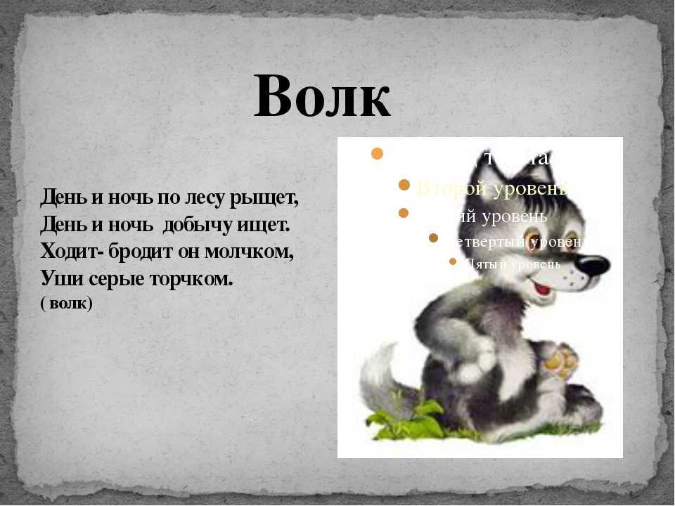Поговорка про волка и лес. загадки, пословицы и стихи о волке