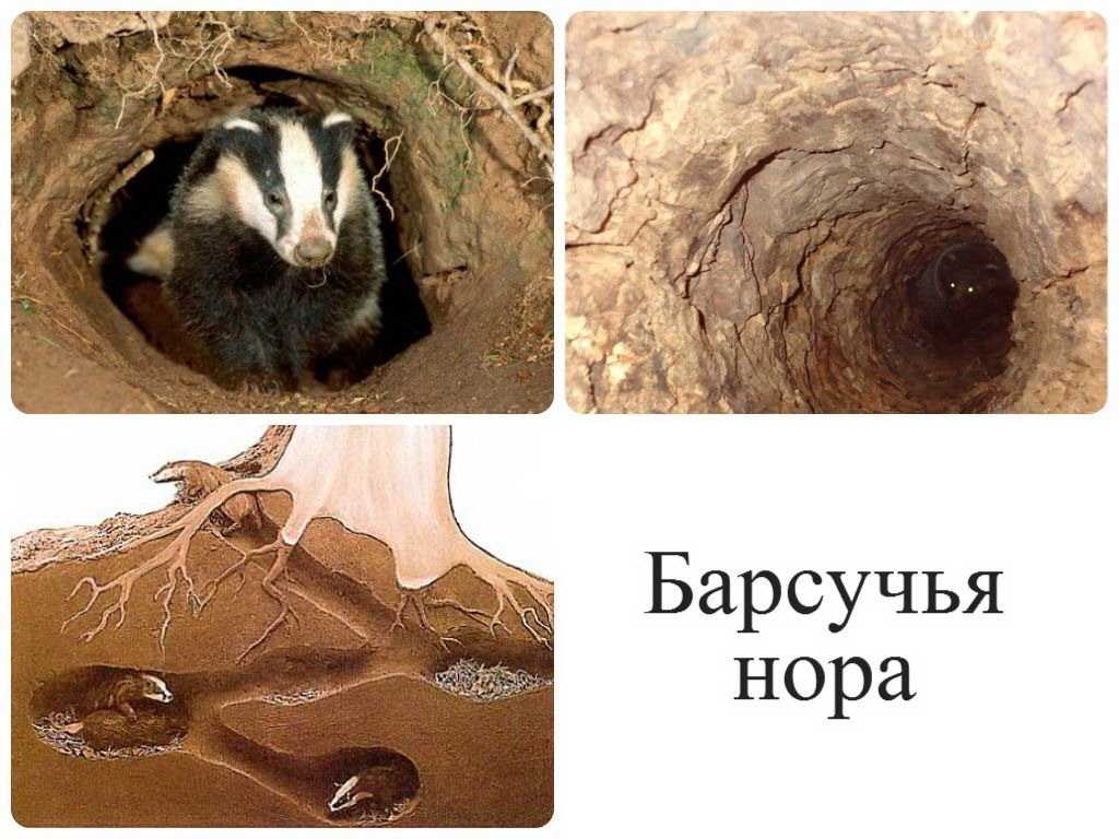 60 хитрых загадок про лису для детей: изучаем зверей