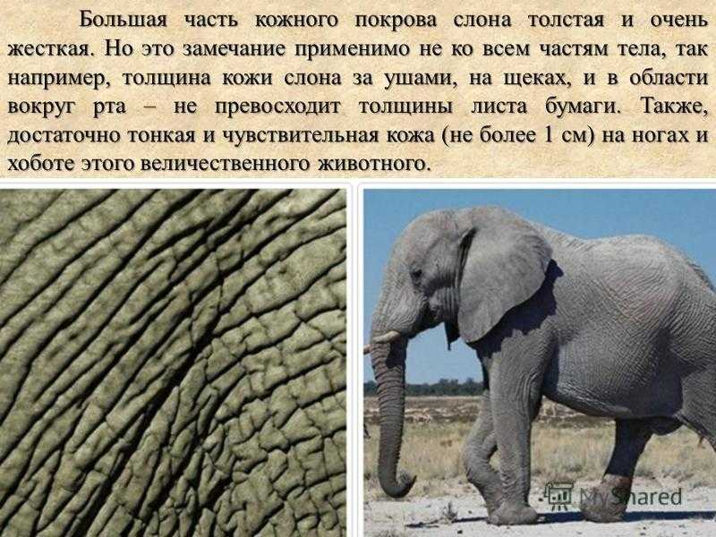 Слон рассказ окружающий мир. Факты о слонах. Описание слона. Слоны факты.