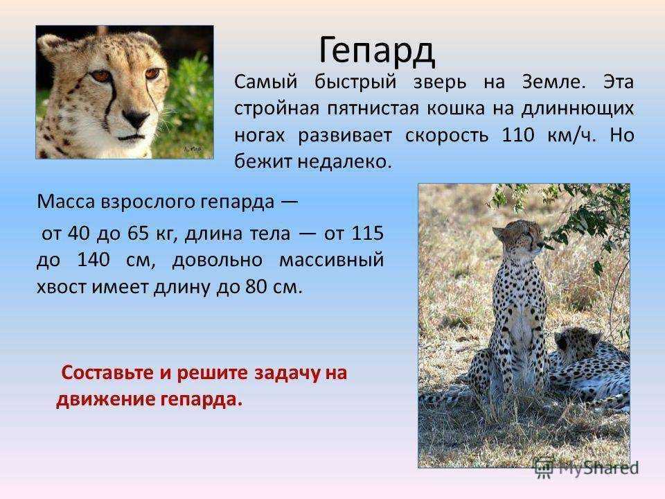 21 забавный и интересный факт о гепарде для детей - healths - 2023