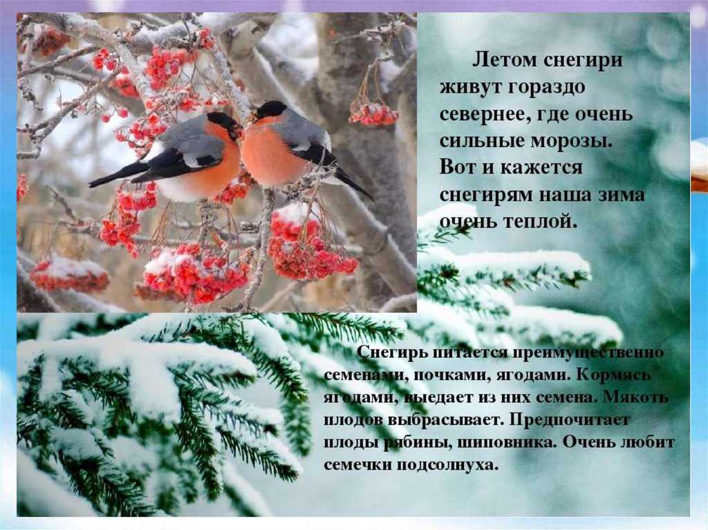 Снегирь - описание для школьников, интересные факты, викторина, фотографии и картинки