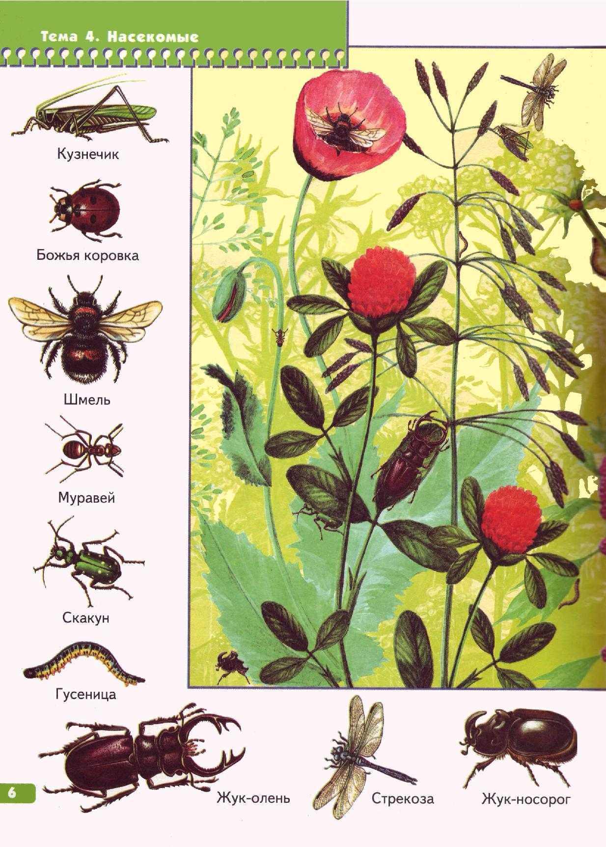 Календарное по теме насекомые. Насекомые для дошкольников. Тема насекомые для дошкольников. Насекомые названия. Насекомые материал для дошкольников.