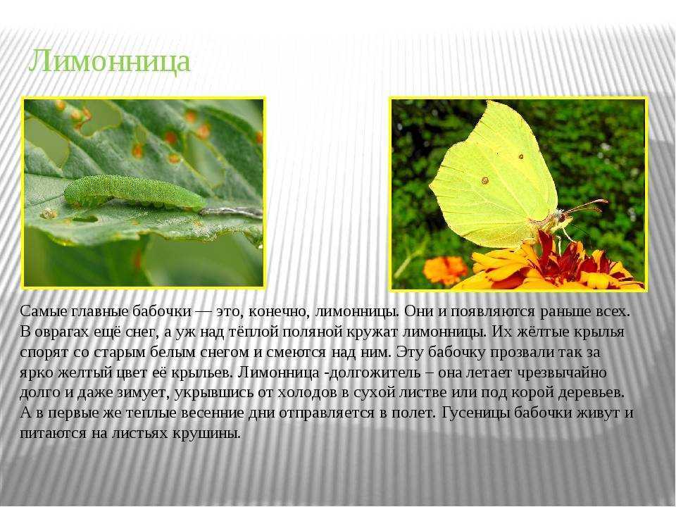 О бабочках