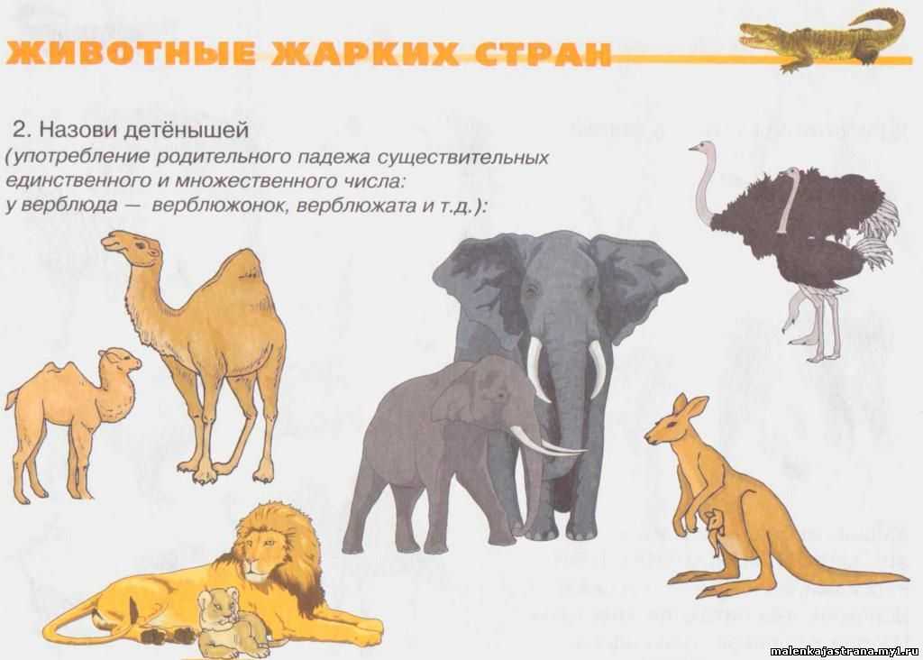 Чарушин рассказы читать лучшую подборку