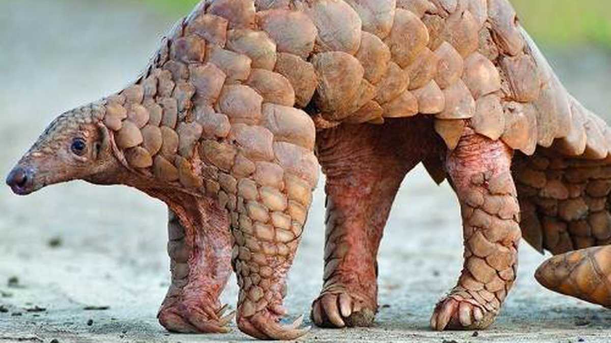 Панголины – фото, описание, ареал, рацион, враги, популяция