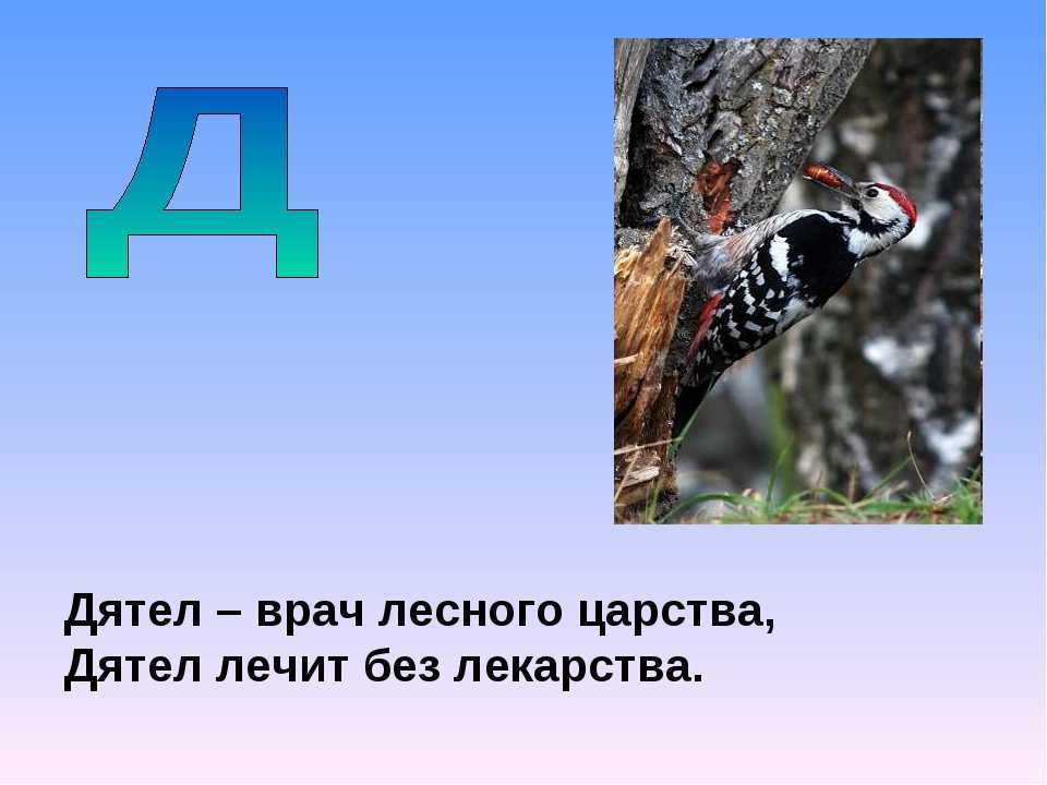 Дятел птица. особенности и среда обитания дятла